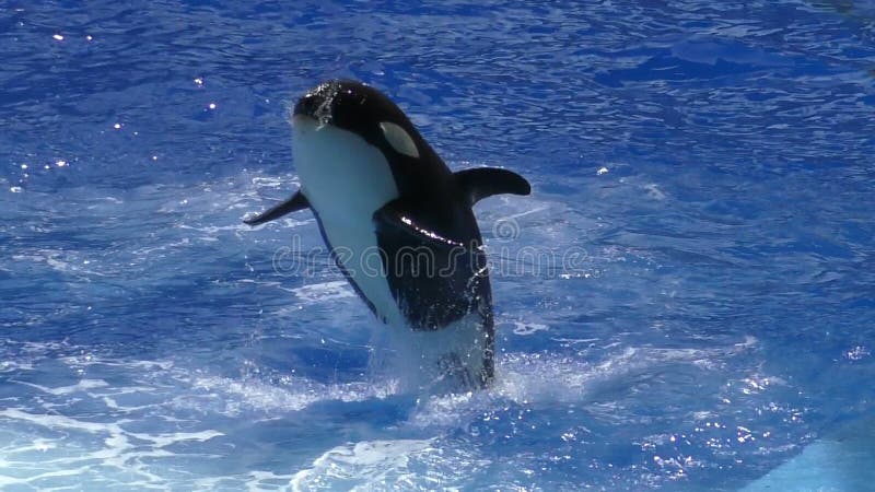 Orca a saltar em câmara lenta video estoque