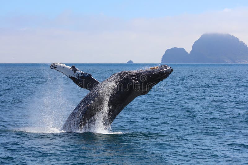 Baleia de corcunda que rompe o parque nacional Alaska dos fiordes de Kenai