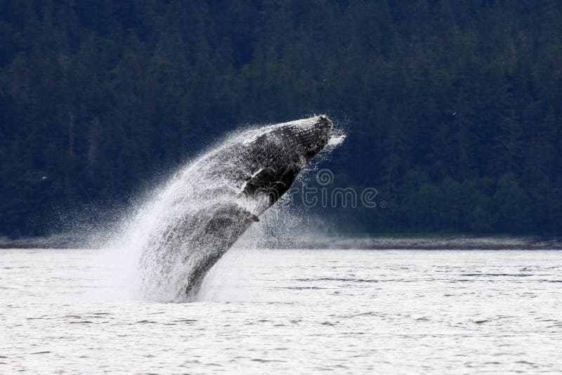 Baleia de Humpback do Alasca brincalhão