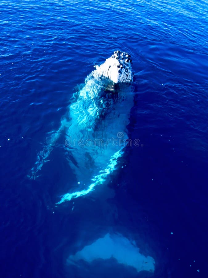 Baleia de Humpback majestosa no oceano azul grande