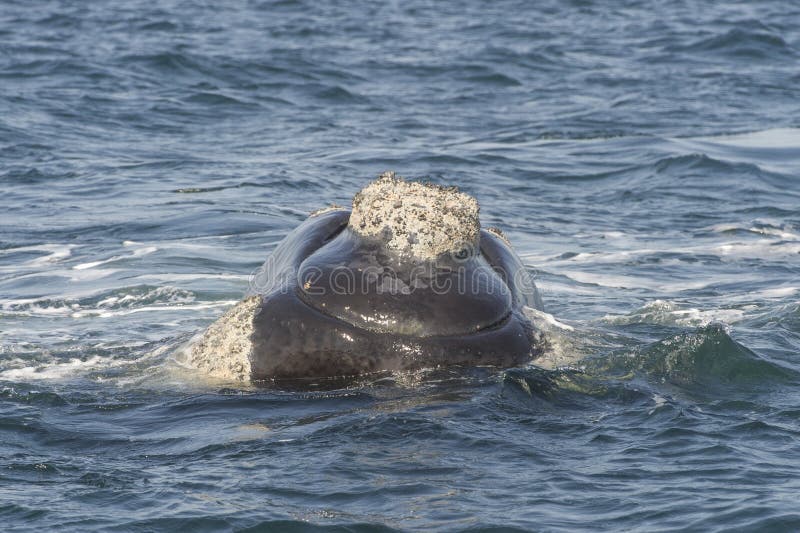 Southern right whale in Valdes peninsula, Argentina. Southern right whale in Valdes peninsula, Argentina.