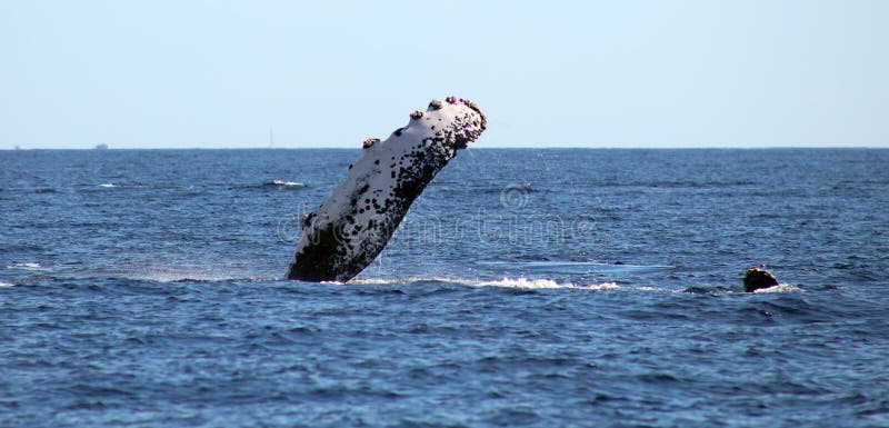 Baleia na opinião excelente de Los Cabos México da família das baleias no Oceano Pacífico fotos de stock Baleia na opinião excelente de Los Cabos México da família das baleias no Oceano Pacífico fotos de stock