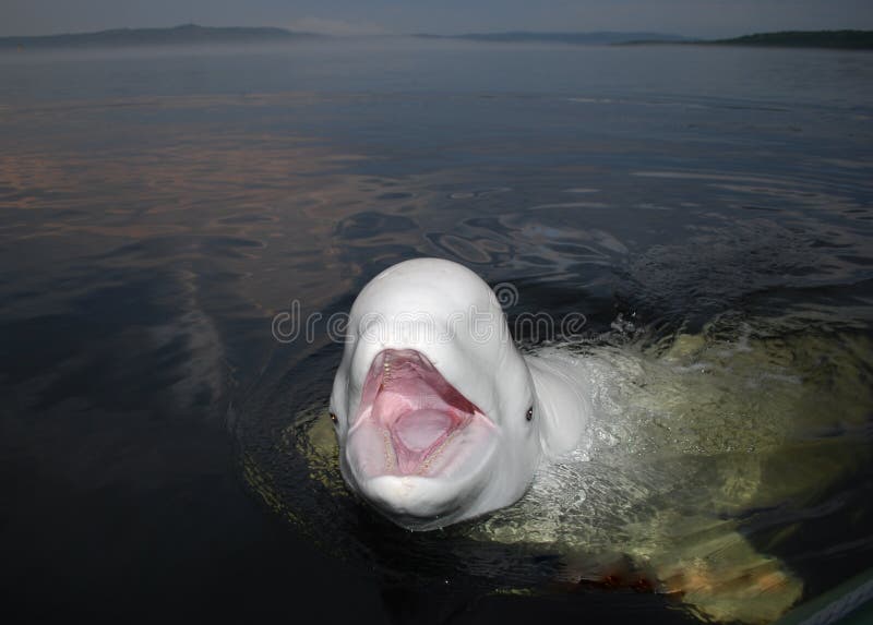 La Baleine Blanche Nage Dans L'eau Bleue Photo stock Image du