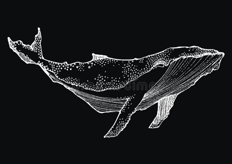 Baleine Blanche D'illustration Graphique De Croquis Illustration de