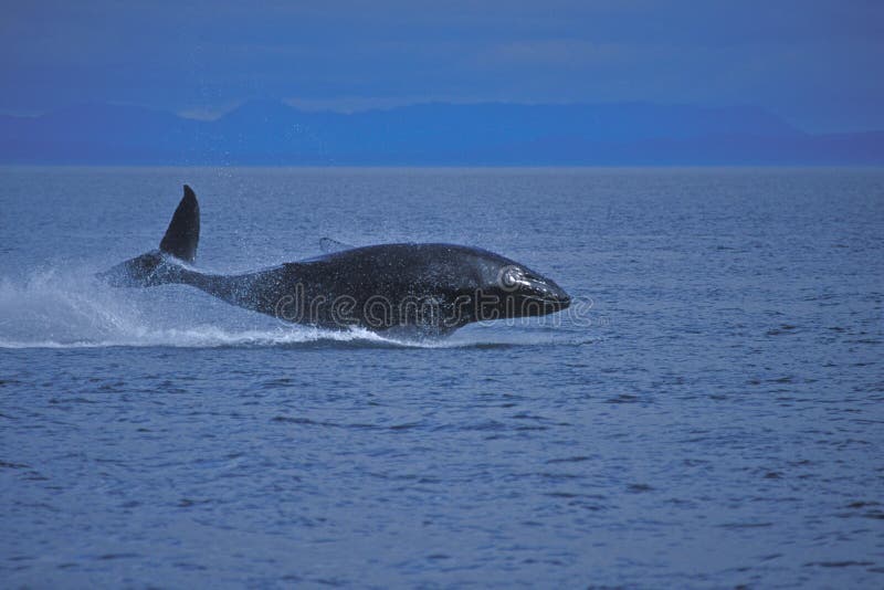 A juvenile humpback whale is breaching the water with the coast in the background. A juvenile humpback whale is breaching the water with the coast in the background.