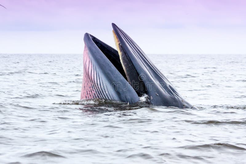 Baleine de Brydes photographie stock libre de droits Baleine de Brydes photographie stock libre de droits