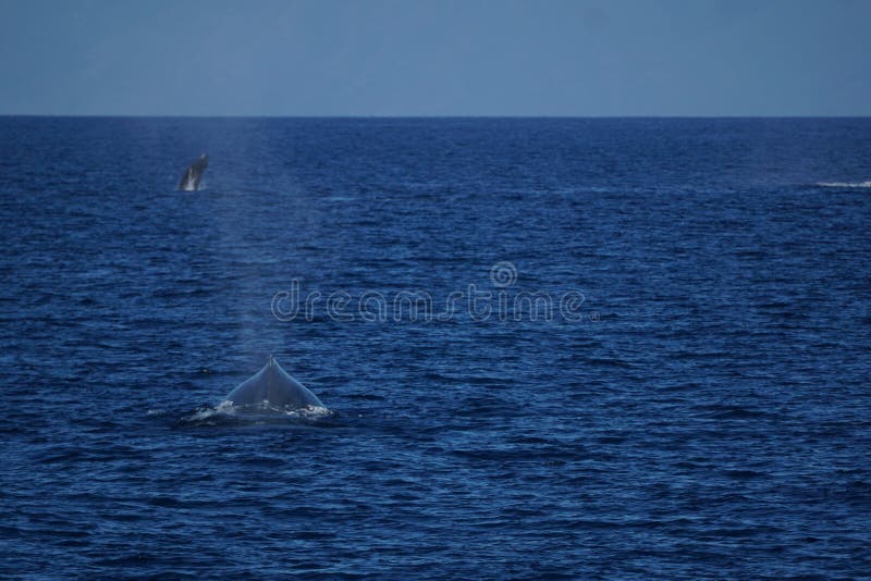 Baleine de mère chassant après son veau image libre de droits Baleine de mère chassant après son veau image libre de droits