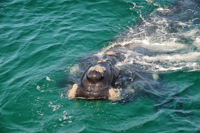Baleine droite du sud juvénile photo libre de droits Baleine droite du sud juvénile photo libre de droits