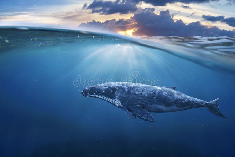 Baleine en demi air photo libre de droits Baleine en demi air photo libre de droits