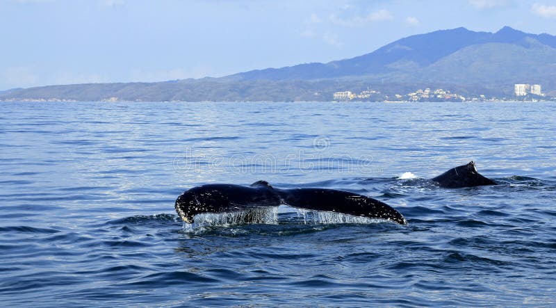Baleine observant dans Puerto Vallarta photos libres de droits Baleine observant dans Puerto Vallarta photos libres de droits