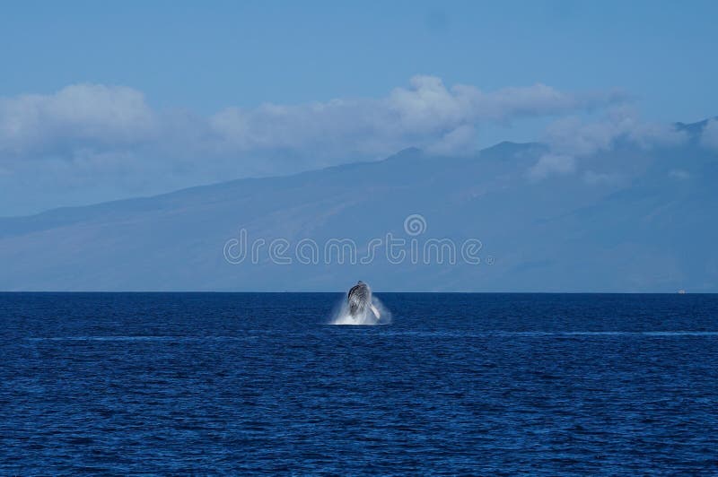 Baleine ouvrant une brèche dans l'océan photo stock Baleine ouvrant une brèche dans l'océan photo stock
