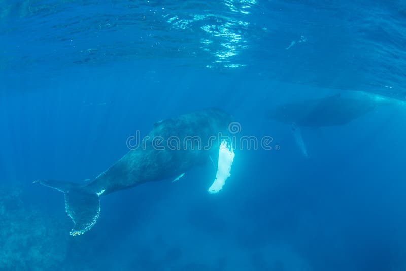 Baleines de bosse adultes près de la surface dans l'eau claire et ensoleillée images libres de droits Baleines de bosse adultes près de la surface dans l'eau claire et ensoleillée images libres de droits