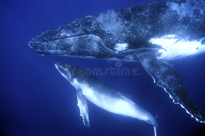 Baleines de Humback Baleines de Humback
