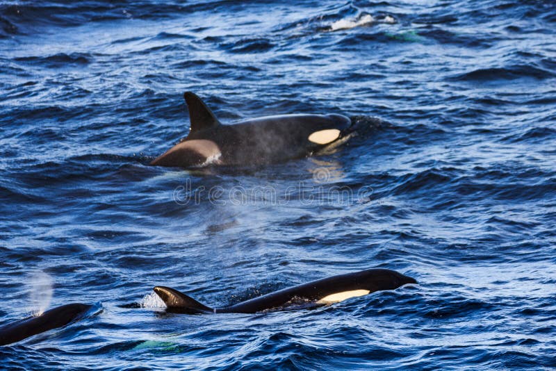 Baleines pilotes d'orques prises aux andenes proches atlantiques photo libre de droits Baleines pilotes d'orques prises aux andenes proches atlantiques photo libre de droits