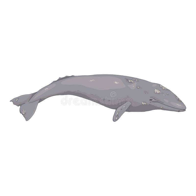 Balena grigia vettoriale