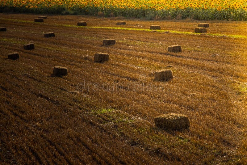 Bales of hay on a field view