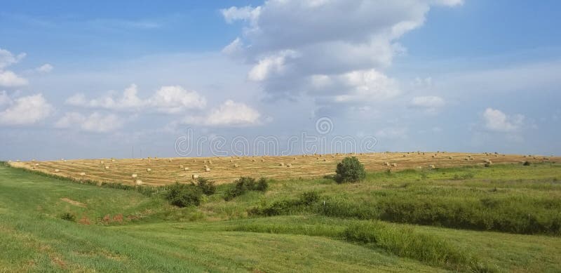 Hay Bale Rolls - Landscape with Golden Field and Blue Sky with White Clouds