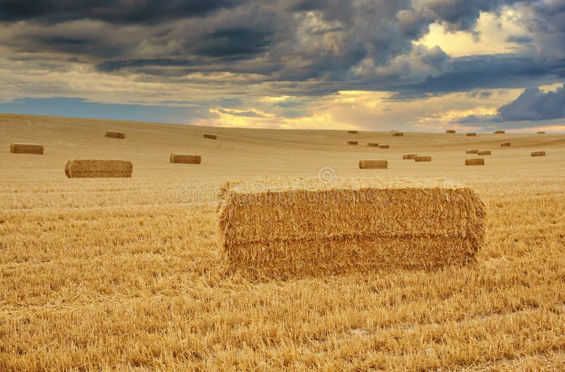 Bales of Hay, Spanish Countryside Stock Image Image of ears, bales