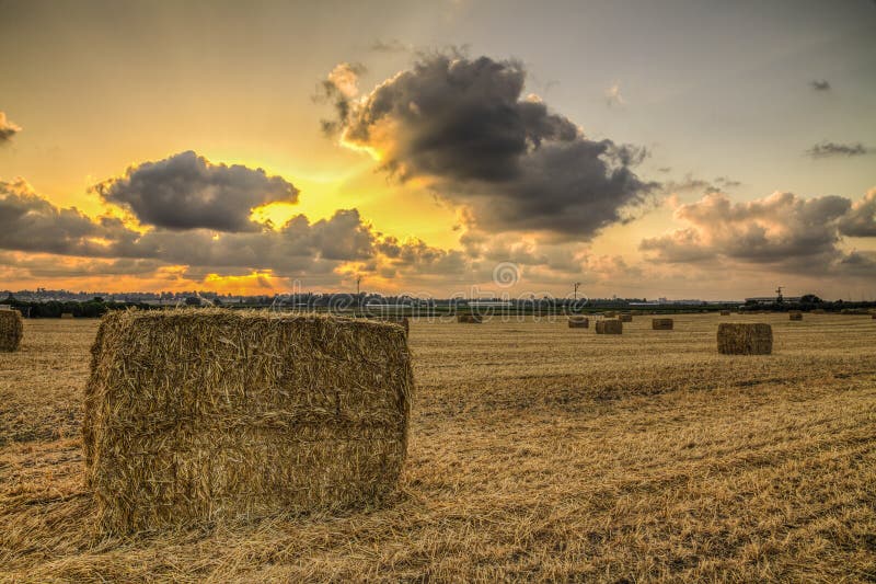 Bales of hay standing on a Plowed field at sunset, Israel