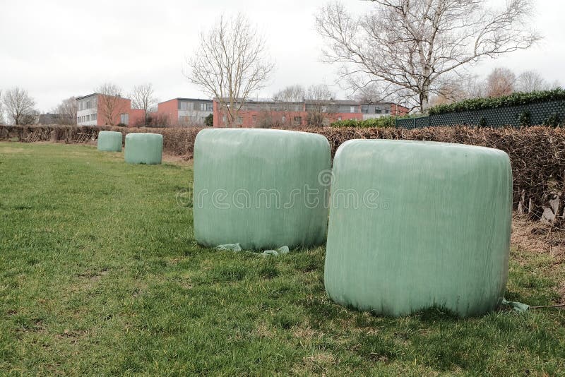 Bales of Hay Wrapped in Plastic Wrap on the Farm Stock Image Image of