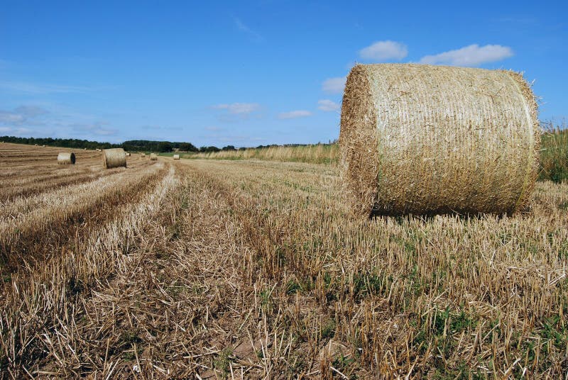 Hay Bales in Summer, Dorset, UK Stock Image Image of shadows, bale