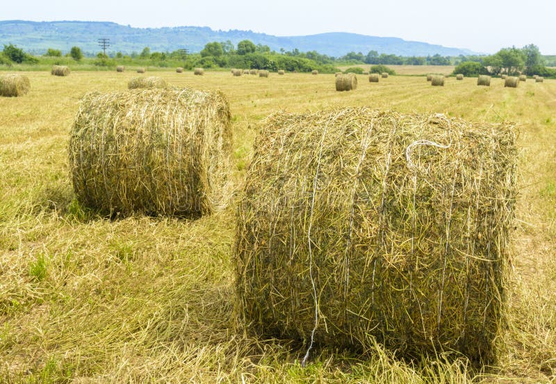 Bales of straw stock image. Image of grass, harvesting 55873241