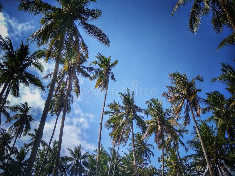 Coconut island stock image. Image of bali, palmtree 124144283