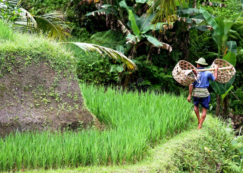bali fields rice royaltyfria bilder bali fields rice royaltyfria bilder