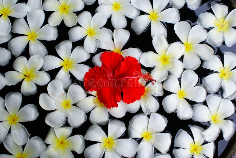 Bali flowers