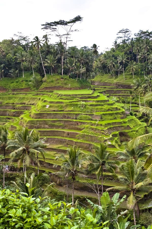 Bali indonezyjczyka taras obrazy royalty free