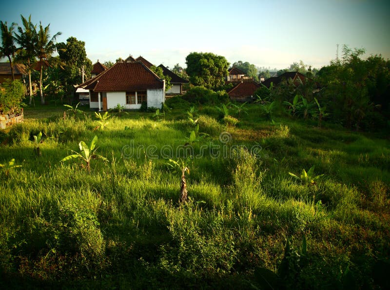 Bali landscape with banana plantation