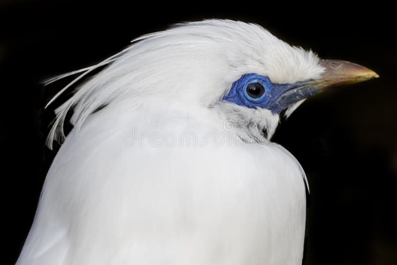 bali myna fotografering för bildbyråer bali myna fotografering för bildbyråer