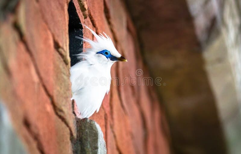 Bali myna bird Leucopsar rothschildi royalty free stock images Bali myna bird Leucopsar rothschildi royalty free stock images