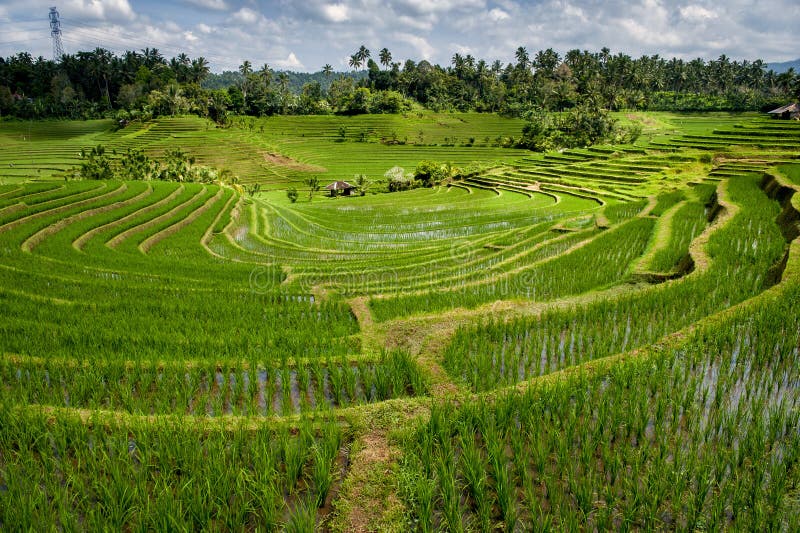 Bali Rice Fields stock image. Image of fields, green - 82803489