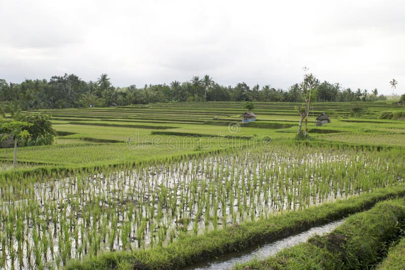 Bali, Ricefield fotografia stock libera da diritti Bali, Ricefield fotografia stock libera da diritti