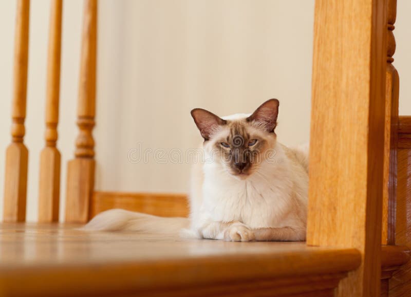 Balinese cat indoors pet portrait