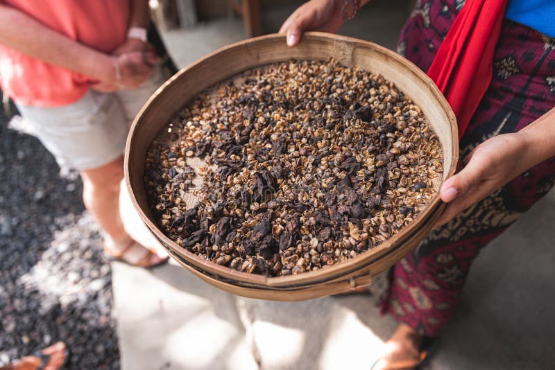 Balinese Coffee Luwak Poop and Ready for Sorting for Coffee Beans Stock