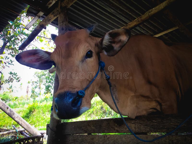 Balinese Cow Head in the Cage at Agricultural Area of the Village Stock Image - Image of village, animal: 174993409 Balinese Cow Head in the Cage at Agricultural Area of the Village Stock Image - Image of village, animal: 174993409