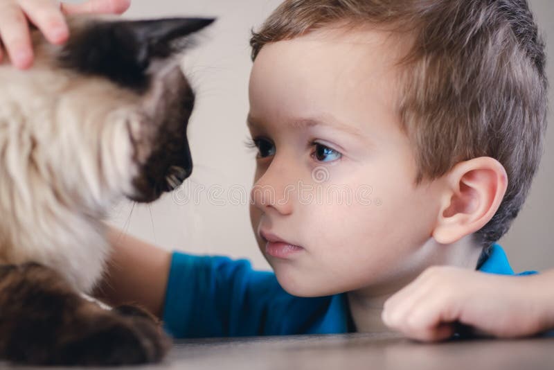 Balinese del bambino del gatto insieme giocare amico fotografia stock Balinese del bambino del gatto insieme giocare amico fotografia stock