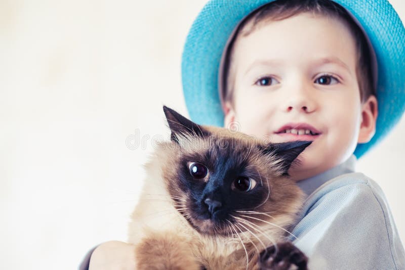 Balinese del bambino del gatto insieme giocare amore domestico fotografia stock Balinese del bambino del gatto insieme giocare amore domestico fotografia stock