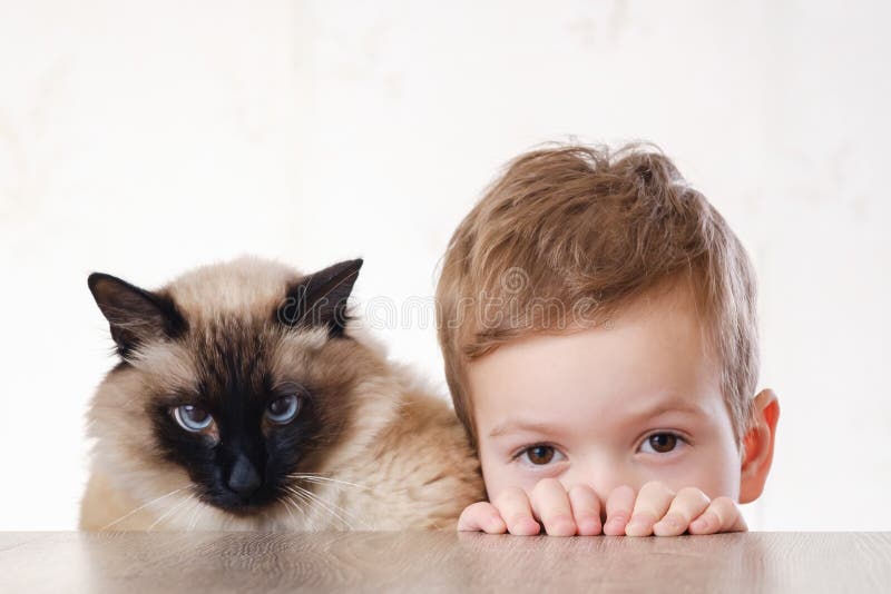 Balinese del bambino del gatto insieme giocare giovane fotografia stock libera da diritti Balinese del bambino del gatto insieme giocare giovane fotografia stock libera da diritti