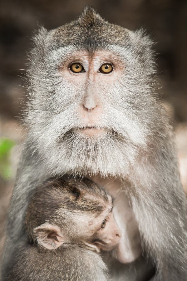 Balinese macague albert die Fütterung ihres Babys an den heiligen Affe-Vorderteilen herum stockbilder Balinese macague albert die Fütterung ihres Babys an den heiligen Affe-Vorderteilen herum stockbilder