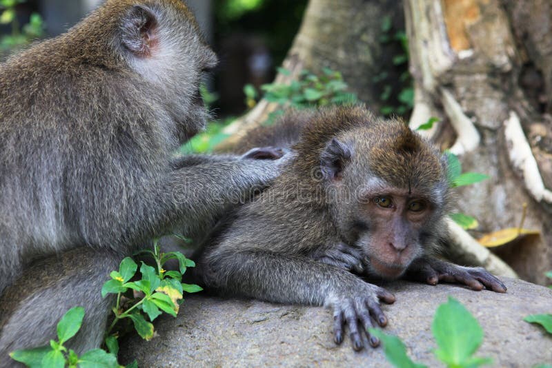 The balinese macaques