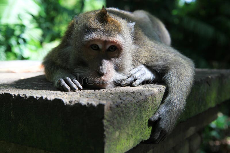 The balinese macaques