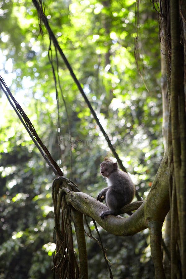 The balinese macaques