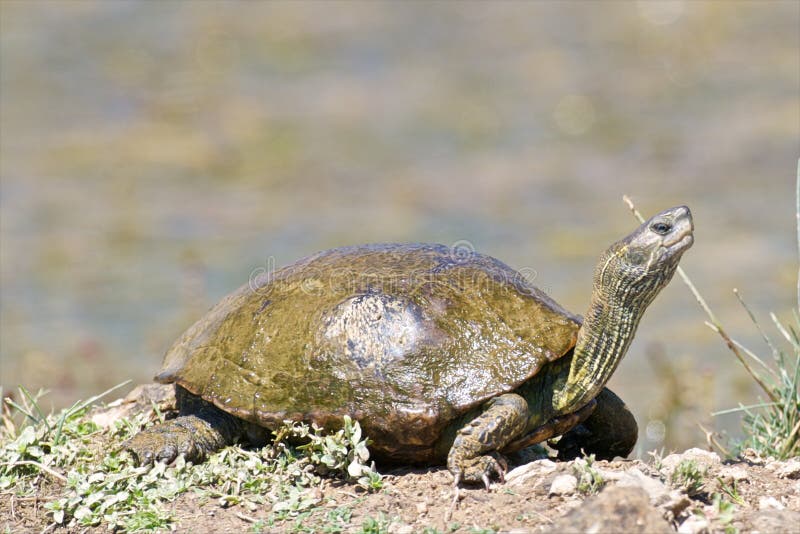 Balkan terrapin