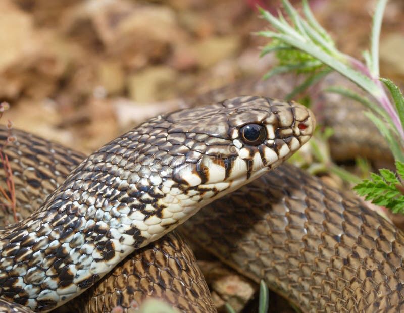 Balkan Whip Snake, Hierophis Gemonensis, Coluber Gemonensis Stock Photo ...