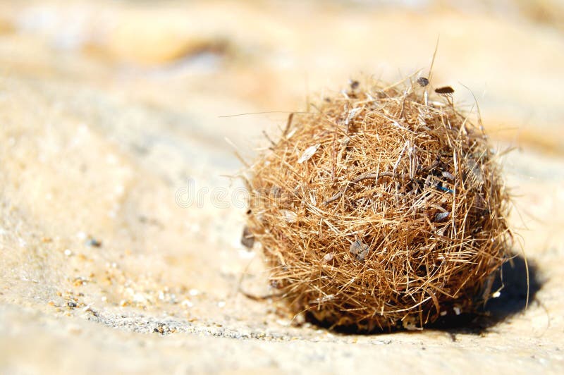 A ball of dried seaweed stock photo. Image of shore, beach 688296