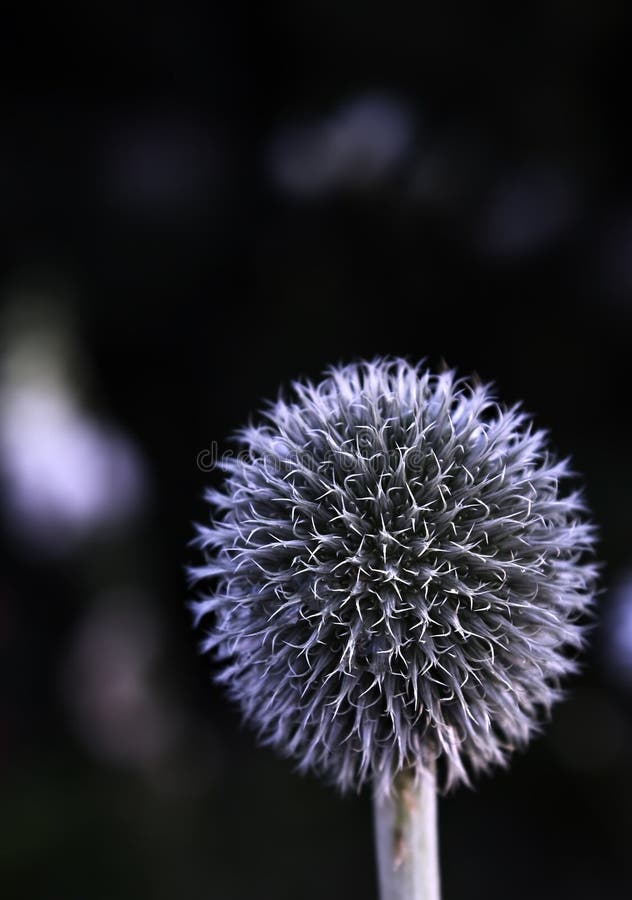 Ball flower