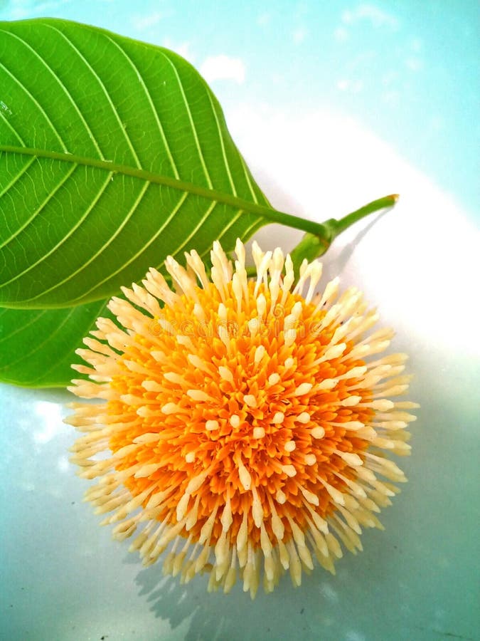 Round Shape Flower with Leaf Stock Image Image of beautiful, shape